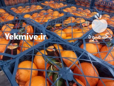 پرتقال تامسون و خونی در گروه خرید فروش عمده پرتقال - پرتقال رسمی تامسون خونی جنوب در یکمیوه -عکس1