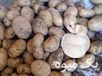 قیمت خرید سیب زمینی بذری جلی در گروه خرید فروش عمده سیب زمینی - زودرس دیررس آگریا اسپریت اردبیل همدان در یکمیوه -عکس1