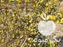 فروش نهال مرکبات گرمسیری وسردسیری ‌ در مهر در گروه خرید فروش نهال - انواع گردو پسته بادام سلطانی انگور در یکمیوه -عکس1