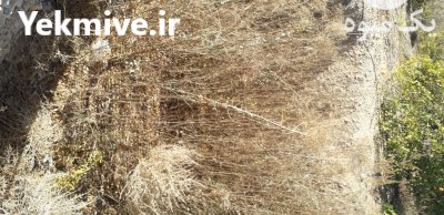 فروش نهال انار و انجیر تضمینی در داراب در گروه خرید فروش نهال - انواع گردو پسته بادام سلطانی انگور در یکمیوه -عکس2