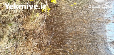 فروش نهال انار و انجیر تضمینی در داراب در گروه خرید فروش نهال - انواع گردو پسته بادام سلطانی انگور در یکمیوه -عکس3