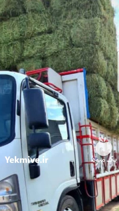 انواع خوراک دام در گروه خوراک دام و طیور - پرواری شیری علوفه یونجه در یکمیوه -عکس2