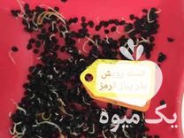 قیمت خرید بذر پیاز قرمز تضمینی اعلاء در همدان در گروه خرید فروش عمده پیاز - قرمز سفید زرد ترشی تازه انباری در یکمیوه -عکس1