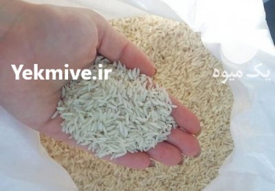 برنج فجر سوزنی در گروه خرید فروش عمده برنج - نیم دانه عنبر بو هاشمی کاظمی هندی پاکستانی در یکمیوه -عکس1