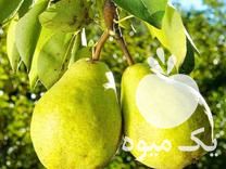 قیمت خرید انواع ارقام نهال گلابی در گروه خرید فروش نهال - انواع گردو پسته بادام سلطانی انگور در یکمیوه -عکس1