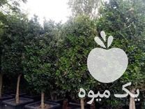 قیمت خرید سیکاس بامبو در گروه خرید فروش عمده گیاهان زینتی - گرمسیری آپارتمانی باغچه آب در یکمیوه -عکس1