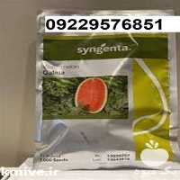 فروش بذر هندوانه گالاتا در تهران در گروه خرید فروش بذر - انواع محصول کشاورزی گوجه کتان میوه درخت در یکمیوه