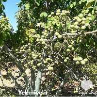 قیمت خرید خرید گردو کانادایی با بهترین قیمت در گروه خرید فروش نهال - انواع گردو پسته بادام سلطانی انگور در یکمیوه