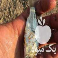 قیمت خرید بچه ماهی در ساری در گروه انواع ماهی - سالمون شیر کپور قرمز شوریده سفید گوپی مرکب در یکمیوه