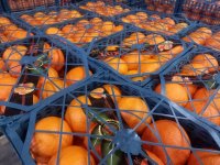 پرتقال تامسون و خونی در گروه خرید فروش عمده پرتقال - پرتقال رسمی تامسون خونی جنوب در یکمیوه