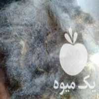 قیمت خرید پشم گوسفندی قیمت مناسب در مینودشت در گروه گاو و گوسفند و میش و بز کهره گوساله سمینتال در یکمیوه