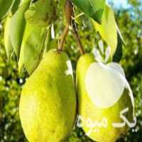 قیمت خرید انواع ارقام نهال گلابی در گروه خرید فروش نهال - انواع گردو پسته بادام سلطانی انگور در یکمیوه