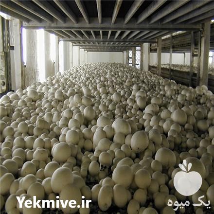 فروش راهکار شروع پرورش قارچ در گروه خرید فروش عمده قارچ - دکمه ای خوراکی دارویی پرورشی کوهی در یکمیوه -عکس1