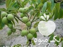فروش نهال تولید انواع نهال اصلاح شده ضمانتی در گروه خرید فروش نهال - انواع گردو پسته بادام سلطانی انگور در یکمیوه -عکس1