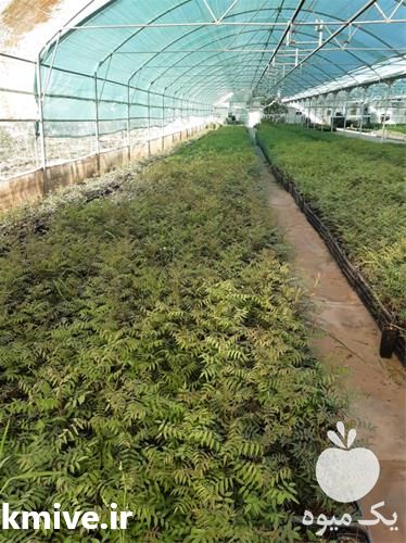 قیمت خرید نهال پسته امریکایی پر بار در گروه خرید فروش نهال - انواع گردو پسته بادام سلطانی انگور در یکمیوه -عکس1