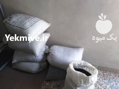 بذر پیاز قرمز در گروه خرید فروش بذر - انواع محصول کشاورزی گوجه کتان میوه درخت در یکمیوه -عکس1