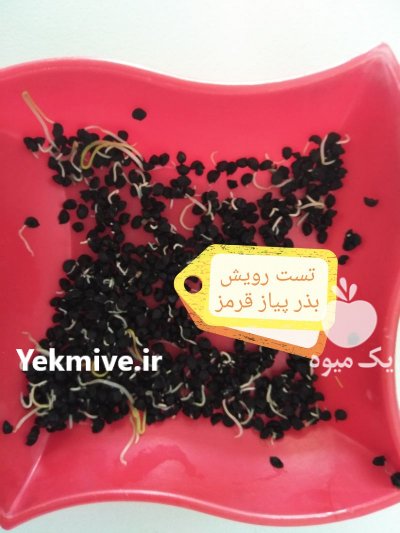 بذر پیاز قرمز در گروه خرید فروش بذر - انواع محصول کشاورزی گوجه کتان میوه درخت در یکمیوه -عکس2