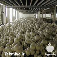 فروش راهکار شروع پرورش قارچ در گروه خرید فروش عمده قارچ - دکمه ای خوراکی دارویی پرورشی کوهی در یکمیوه