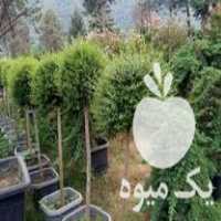 فروش نهال درخت درختچه گلدانی میوه در گروه خرید فروش نهال - انواع گردو پسته بادام سلطانی انگور در یکمیوه