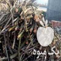 خرید چوب و درخت باغی در گروه خرید فروش عمده چوب و زغال- زغال چوب گردو تبریزی خام در یکمیوه