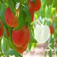 قیمت خرید نهال در تبریز در گروه خرید فروش نهال - انواع گردو پسته بادام سلطانی انگور در یکمیوه
