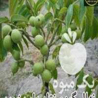 فروش نهال تولید انواع نهال اصلاح شده ضمانتی در گروه خرید فروش نهال - انواع گردو پسته بادام سلطانی انگور در یکمیوه