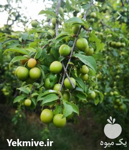 فروش نهال الو بخارا در گروه خرید فروش نهال - انواع گردو پسته بادام سلطانی انگور در یکمیوه -عکس1
