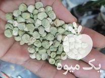 قیمت خرید بذر نخود فرنگی ولف هلندی در کلاله در گروه خرید فروش عمده نخود - فرنگی خام سبز فروش عمده در یکمیوه -عکس1