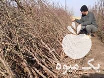 قیمت خرید درخت گردو و بادام تضمینی در کرمانشاه در گروه خرید فروش نهال - انواع گردو پسته بادام سلطانی انگور در یکمیوه -عکس1