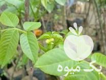 فروش نهال گردو پایه کوتاه در تهران در گروه خرید فروش نهال - انواع گردو پسته بادام سلطانی انگور در یکمیوه -عکس1