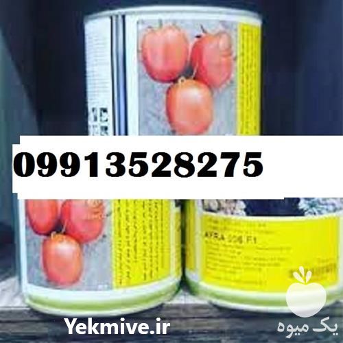 فروش بذر گوجه فرنگی افرا با قیمت مناسب و عالی در گروه خرید فروش بذر - انواع محصول کشاورزی گوجه کتان میوه درخت در یکمیوه -عکس1