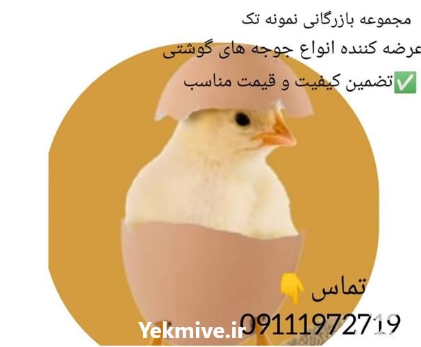 قیمت خرید جوجه گوشتی نژاد راس جوجه گوشتی نژاد آرین در گروه مرغ و خروس و بوقلمون و اردک قو قاز در یکمیوه -عکس1