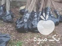 فروش نهال فندق شمال انیس ترکیه در اصفهان در گروه خرید فروش نهال - انواع گردو پسته بادام سلطانی انگور در یکمیوه -عکس1