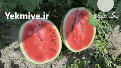 فروش هندوانه در گروه خرید فروش عمده هندوانه - صادراتی گرد بیضی زرد قرمز در یکمیوه -عکس1