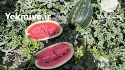 فروش هندوانه در چاه بهار در گروه خرید فروش عمده هندوانه - صادراتی گرد بیضی زرد قرمز در یکمیوه -عکس1