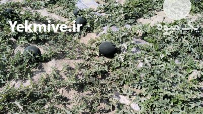 فروش هندوانه در چاه بهار در گروه خرید فروش عمده هندوانه - صادراتی گرد بیضی زرد قرمز در یکمیوه -عکس2