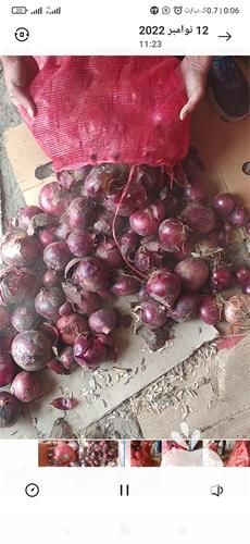 فروش پیاز قرمز و پیاز زرد در خراسان رضوی در گروه خرید فروش عمده پیاز - قرمز سفید زرد ترشی تازه انباری در یکمیوه -عکس1