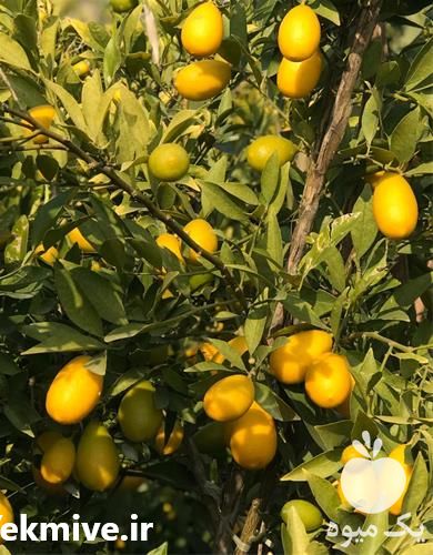 قیمت خرید نهال لیمو ترش لایم کوات در مازندران در گروه خرید فروش نهال - انواع گردو پسته بادام سلطانی انگور در یکمیوه -عکس1