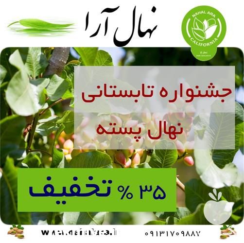 فروش ویژه نهال پسته با فرصت و تعداد محدود در اصفهان در گروه خرید فروش نهال - انواع گردو پسته بادام سلطانی انگور در یکمیوه -عکس1