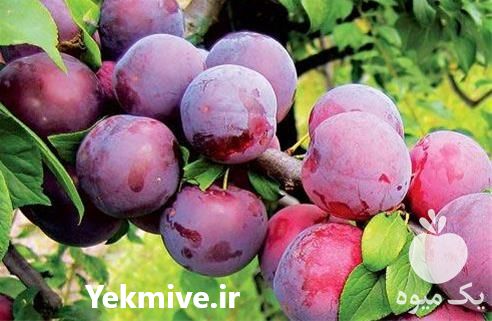 قیمت خرید نهال گوجه سبز در کرمان  در گروه خرید فروش نهال - انواع گردو پسته بادام سلطانی انگور در یکمیوه -عکس1