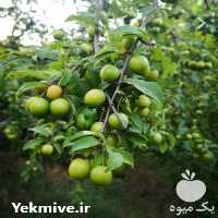 فروش نهال الو بخارا در گروه خرید فروش نهال - انواع گردو پسته بادام سلطانی انگور در یکمیوه