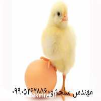 قیمت خرید تخم نطفه دار مرغ در اصفهان در گروه انواع تخم ها - مرغ بوقلمون پرنده عمده کشاورزی در یکمیوه