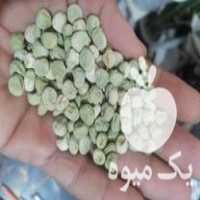 قیمت خرید بذر نخود فرنگی ولف هلندی در کلاله در گروه خرید فروش عمده نخود - فرنگی خام سبز فروش عمده در یکمیوه