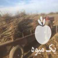 قیمت خرید گردو کاغذی و سوزنی در دلند در گروه خرید فروش نهال - انواع گردو پسته بادام سلطانی انگور در یکمیوه