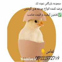 قیمت خرید جوجه گوشتی نژاد راس جوجه گوشتی نژاد آرین در گروه مرغ و خروس و بوقلمون و اردک قو قاز در یکمیوه