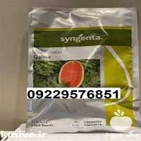 فروش بذر هندوانه در گروه خرید فروش بذر - انواع محصول کشاورزی گوجه کتان میوه درخت در یکمیوه