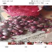 فروش پیاز قرمز و پیاز زرد در خراسان رضوی در گروه خرید فروش عمده پیاز - قرمز سفید زرد ترشی تازه انباری در یکمیوه