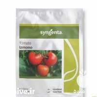 قیمت خرید توزیع بذر گوجه گلخانه ای ازمیر در کرمان  در گروه خرید فروش بذر - انواع محصول کشاورزی گوجه کتان میوه درخت در یکمیوه