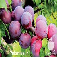 قیمت خرید نهال گوجه سبز در کرمان  در گروه خرید فروش نهال - انواع گردو پسته بادام سلطانی انگور در یکمیوه