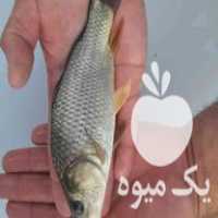 مرکز فروش انواع بچه ماهی ارسال به تمام ایران در اردبیل در گروه انواع ماهی - سالمون شیر کپور قرمز شوریده سفید گوپی مرکب در یکمیوه